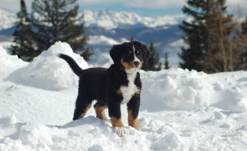 Puppies in Snow Wallpaper