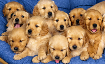 Puppies for Desktop