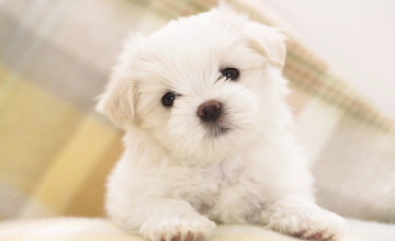 Puppies Wallpapers Free Download