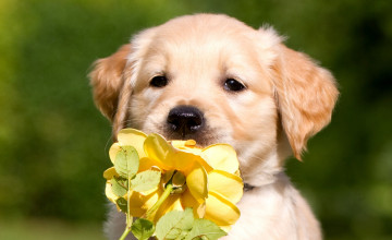 Puppy 4k Wallpapers
