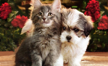 Puppy and Kitten Wallpapers