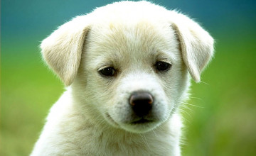Puppy Backgrounds Wallpapers