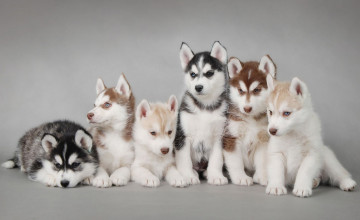 Puppy Dog Huskies