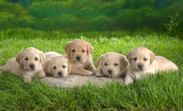 Puppy Pictures for Wallpapers