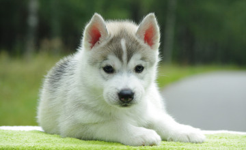 Puppy Pictures Wallpapers
