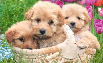 Puppy Screensavers and Wallpapers