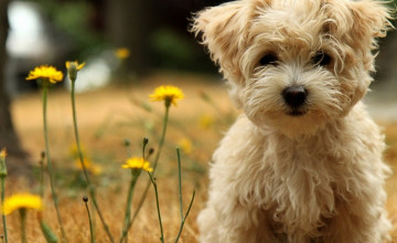 Puppy Wallpapers and Screensavers