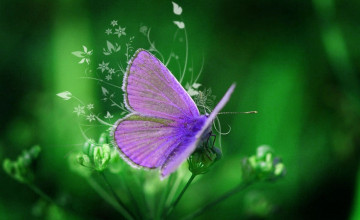 Purple Butterfly Backgrounds
