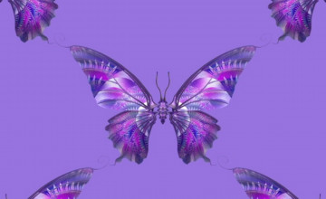 Purple Butterfly Wallpapers