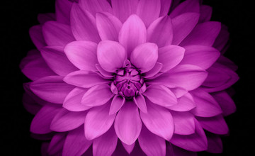 Purple Flower Wallpaper for iPhone