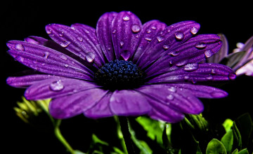 Purple Flower Wallpaper Images