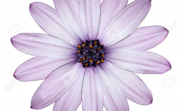 Purple Flower White