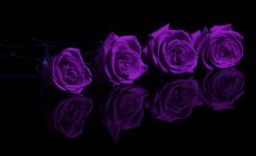 Purple Rose Pictures Wallpapers