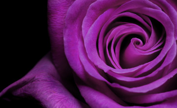 Purple Rose Wallpaper Desktop
