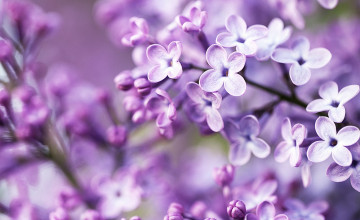 Purple Spring Flowers Wallpapers
