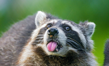 Raccoon Desktop