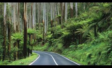 Rain Forest Road Wallpapers