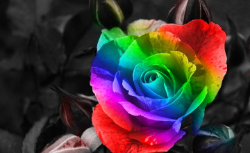 Rainbow Roses Wallpaper