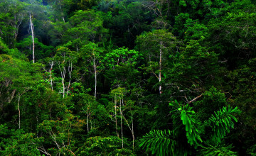 Rainforest Wallpapers HD