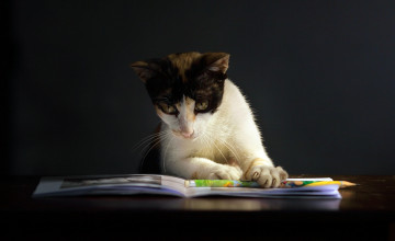Reading Cats Computer Wallpaper