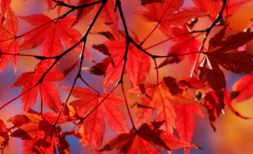 Red Autumn Leaves Wallpapers