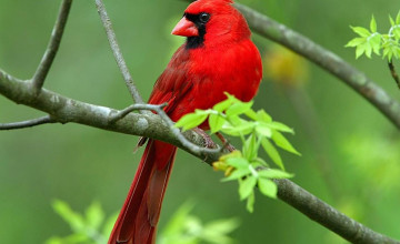 Red Bird Wallpapers