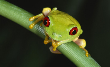 Red Eyed Tree Frog Wallpaper