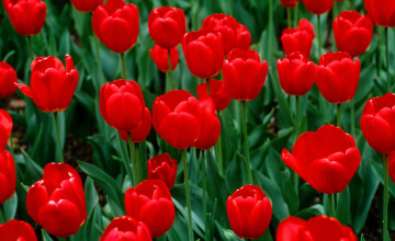 Red Flowers Wallpapers