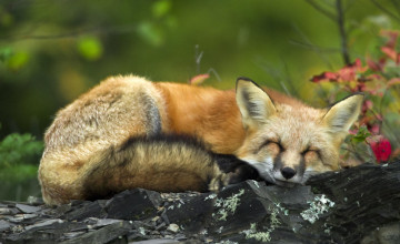 Red Fox Desktop Wallpaper