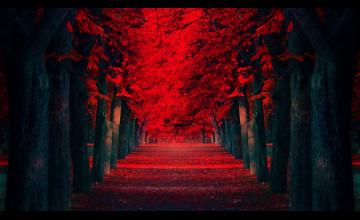 Red Leaves Wallpapers