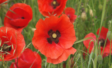 Red Poppies Wallpapers