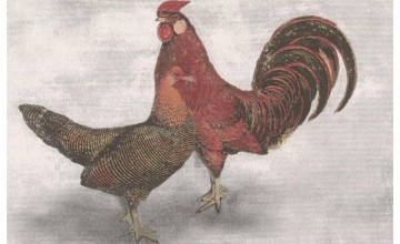 Red Rooster Border Wallpaper