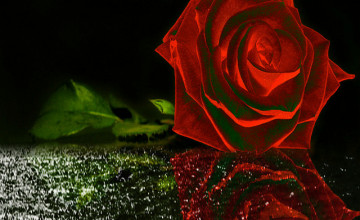 Red Rose iPhone