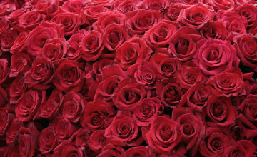 Red Rose Pictures Wallpapers