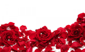 Red Rose White Backgrounds