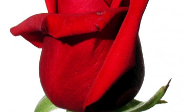 Red Rose With White Backgrounds