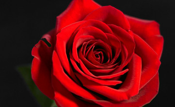 Red Roses HD Wallpapers