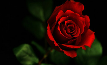 Red Roses Wallpaper Backgrounds
