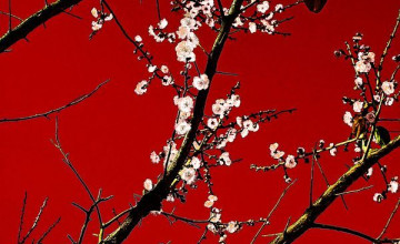 Red Sakura Wallpapers