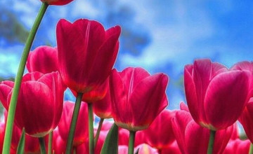 Red Spring Flowers Wallpapers