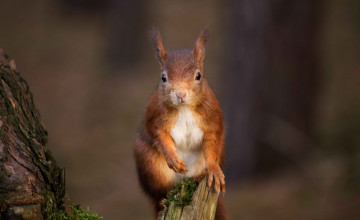 Red Squirrel Wallpapers