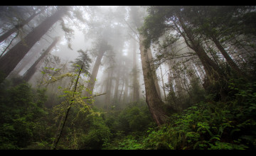 Redwood Forest HD