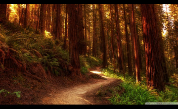 Redwoods Backgrounds and Wallpapers