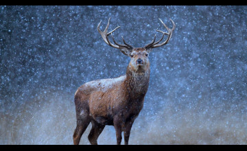 Reindeer Wallpapers