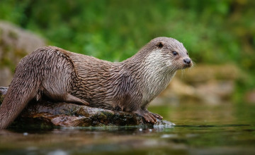 River Otter Wallpapers