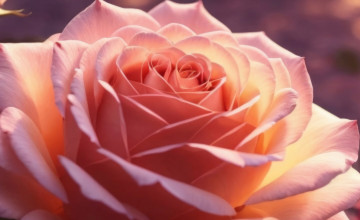 Rose 4k Mobile Wallpapers