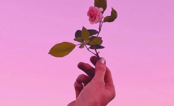 Rose Aesthetic Phone Wallpapers