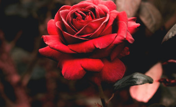 Rose Flower Desktop