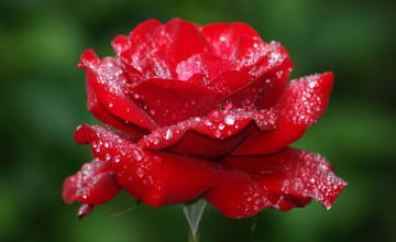 Rose Flower HD