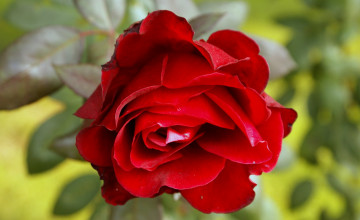 Rose Flower Images